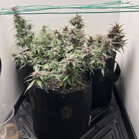 Bloody Skunk Auto growlog timeline photo