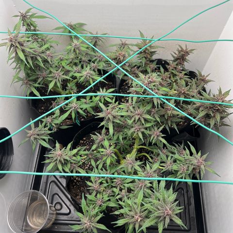 Bloody Skunk Auto growlog timeline photo