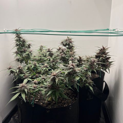 Bloody Skunk Auto growlog timeline photo