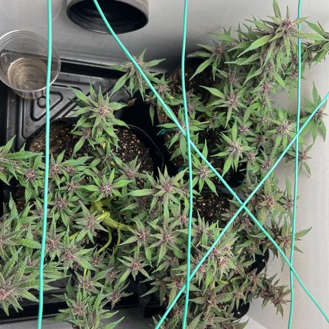 Bloody Skunk Auto growlog timeline photo