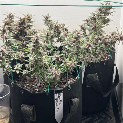 Bloody Skunk Auto growlog timeline photo