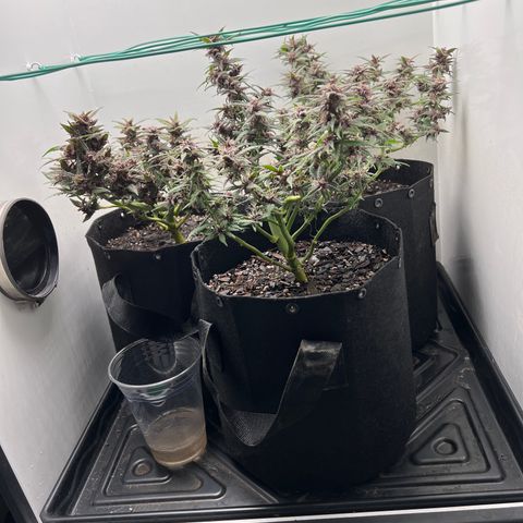 Bloody Skunk Auto growlog timeline photo