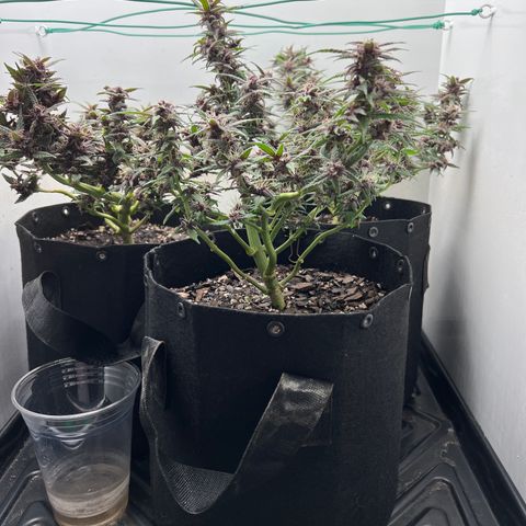 Bloody Skunk Auto growlog timeline photo