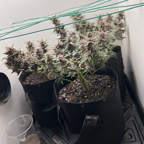Bloody Skunk Auto growlog timeline photo