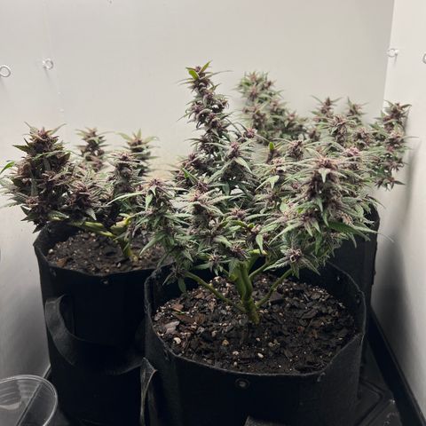 Bloody Skunk Auto growlog timeline photo