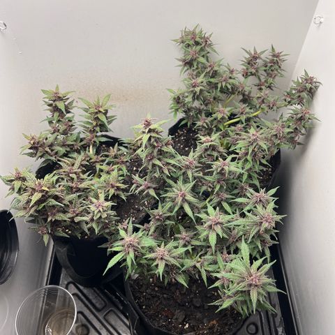 Bloody Skunk Auto growlog timeline photo
