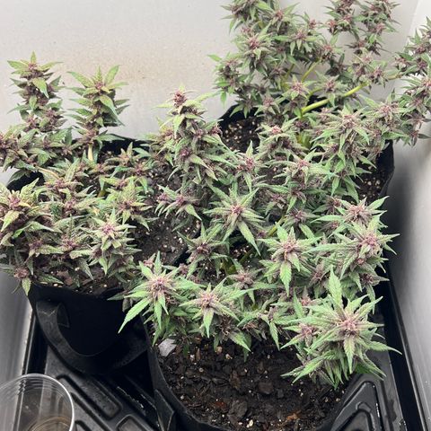 Bloody Skunk Auto growlog timeline photo