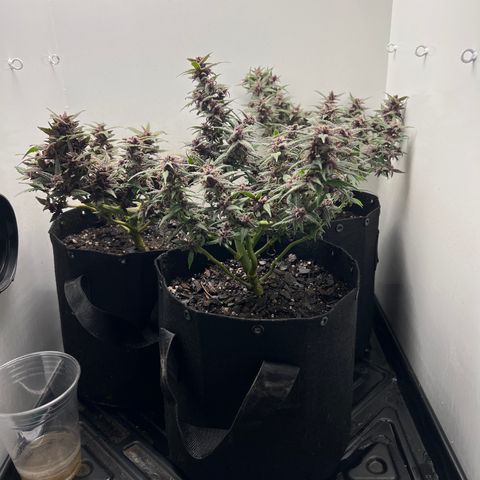 Bloody Skunk Auto growlog timeline photo