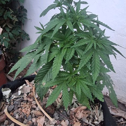 White Widow CBD (Outdoors) growlog timeline photo