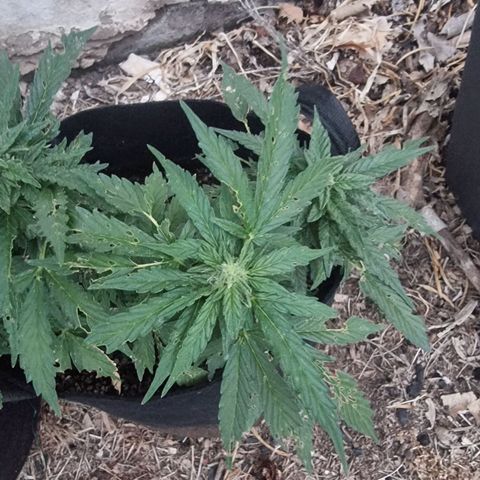 White Widow CBD (Outdoors) growlog timeline photo