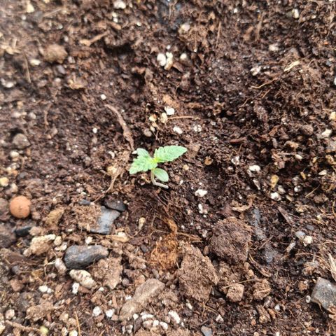 White Widow CBD (Outdoors) growlog timeline photo