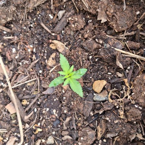 White Widow CBD (Outdoors) growlog timeline photo