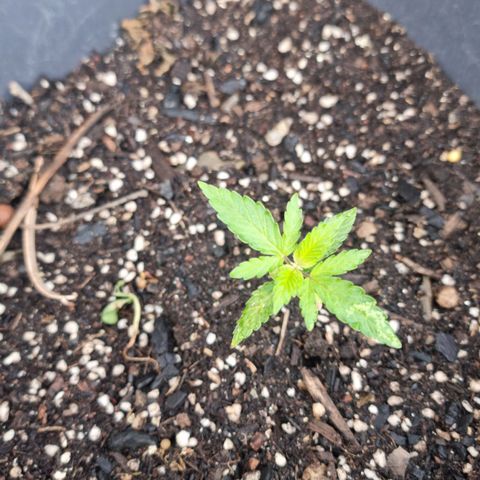 White Widow CBD (Outdoors) growlog timeline photo