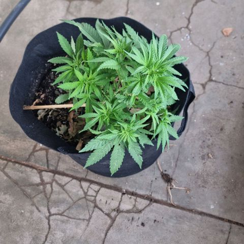 White Widow CBD (Outdoors) growlog timeline photo