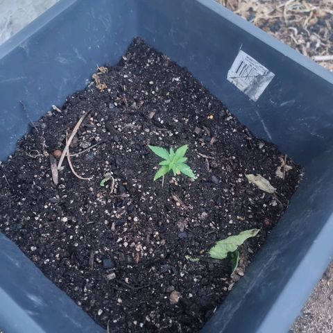 White Widow CBD (Outdoors) growlog timeline photo