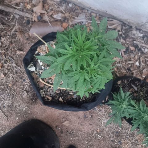 White Widow CBD (Outdoors) growlog timeline photo