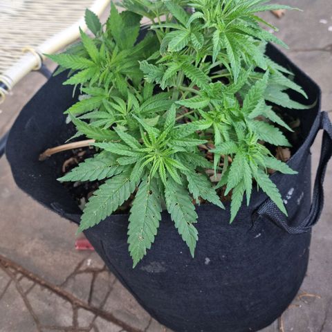 White Widow CBD (Outdoors) growlog timeline photo
