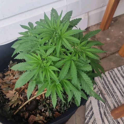 White Widow CBD (Outdoors) growlog timeline photo