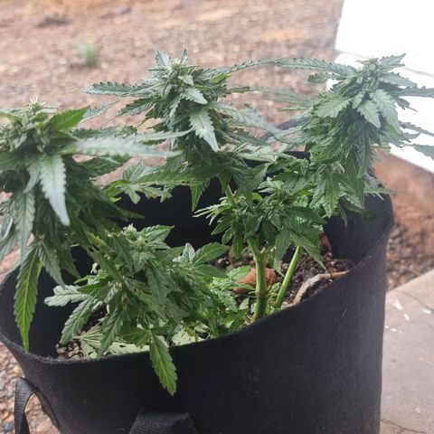 White Widow CBD (Outdoors) growlog timeline photo
