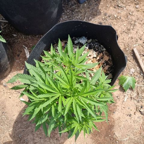 White Widow CBD (Outdoors) growlog timeline photo