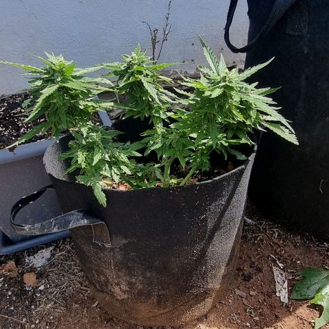 White Widow CBD (Outdoors) growlog timeline photo