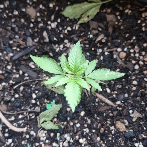 White Widow CBD (Outdoors) growlog timeline photo
