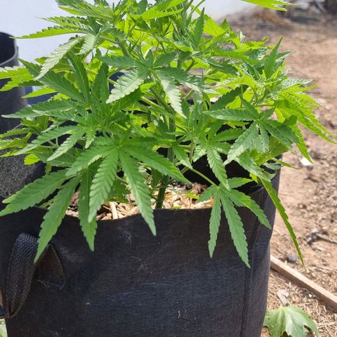 White Widow CBD (Outdoors) growlog timeline photo