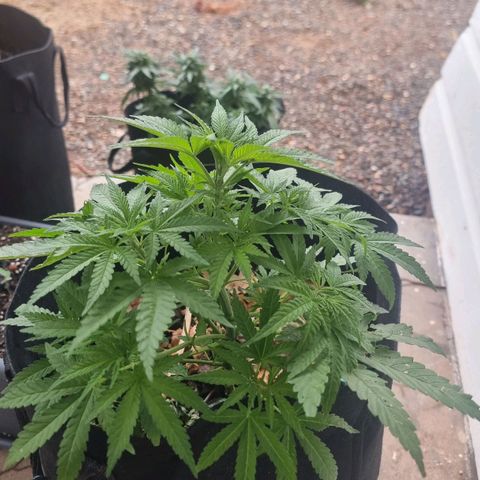 White Widow CBD (Outdoors) growlog timeline photo