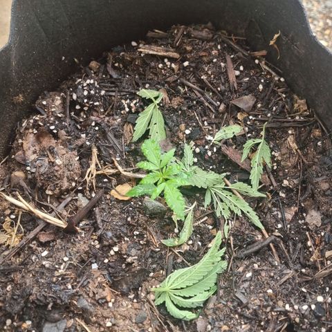 White Widow CBD (Outdoors) growlog timeline photo