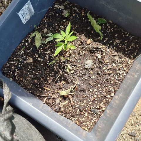 White Widow CBD (Outdoors) growlog timeline photo