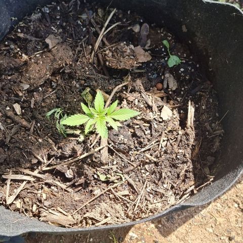 White Widow CBD (Outdoors) growlog timeline photo