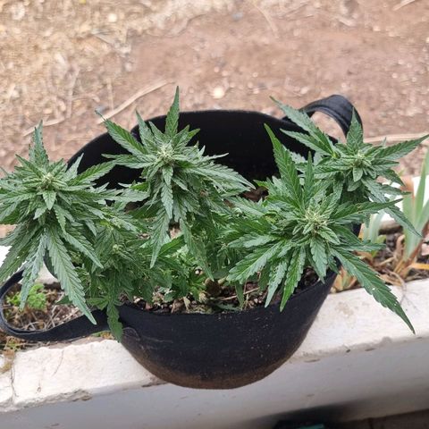 White Widow CBD (Outdoors) growlog timeline photo