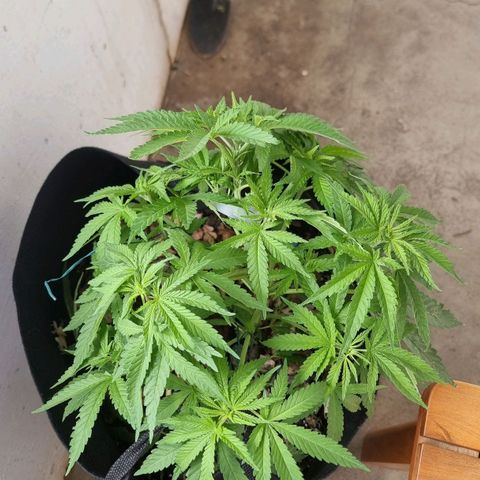 White Widow CBD (Outdoors) growlog timeline photo