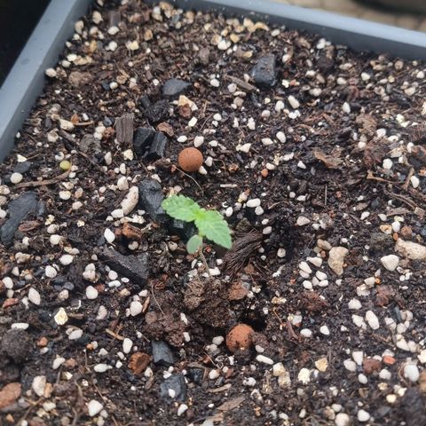 White Widow CBD (Outdoors) growlog timeline photo