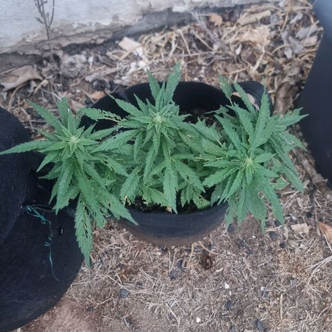 White Widow CBD (Outdoors) growlog timeline photo