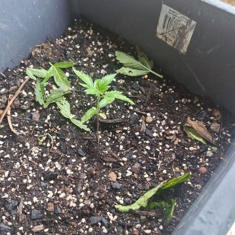 White Widow CBD (Outdoors) growlog timeline photo