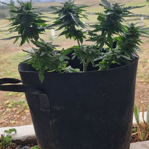 White Widow CBD (Outdoors) growlog timeline photo