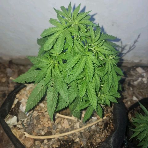 White Widow CBD (Outdoors) growlog timeline photo