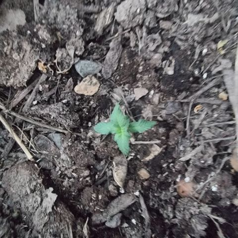 White Widow CBD (Outdoors) growlog timeline photo