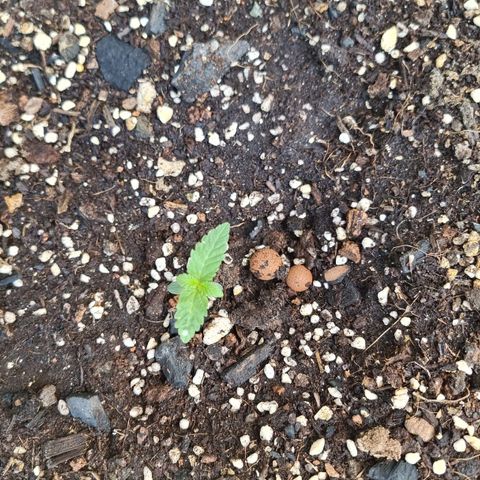 White Widow CBD (Outdoors) growlog timeline photo