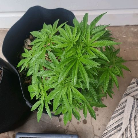 White Widow CBD (Outdoors) growlog timeline photo