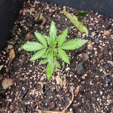White Widow CBD (Outdoors) growlog timeline photo