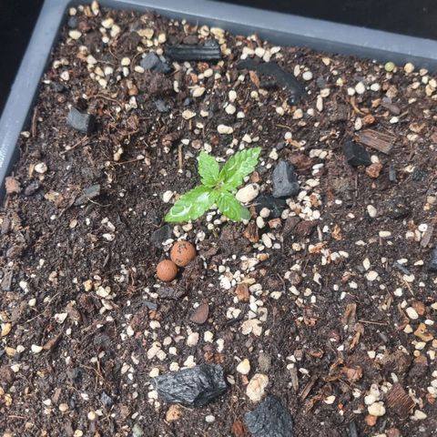 White Widow CBD (Outdoors) growlog timeline photo