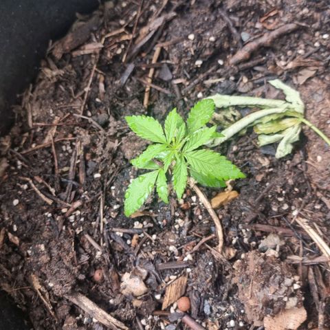 White Widow CBD (Outdoors) growlog timeline photo