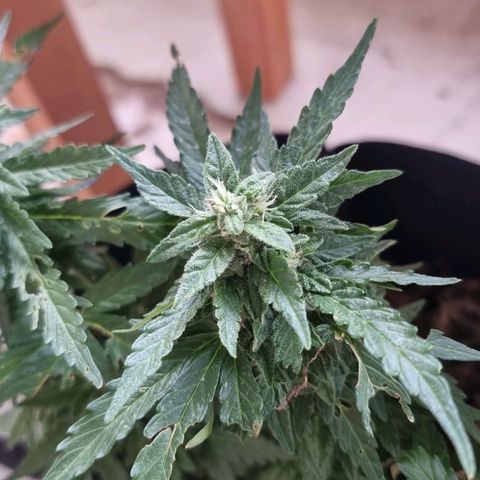 White Widow CBD (Outdoors) growlog timeline photo