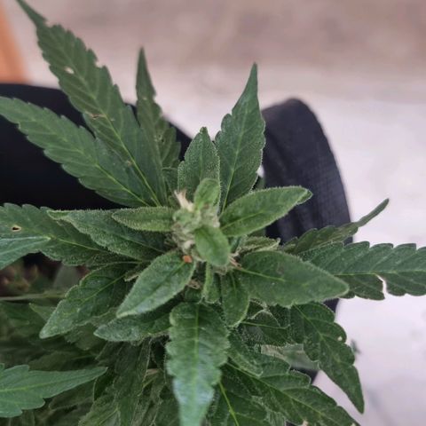 White Widow CBD (Outdoors) growlog timeline photo