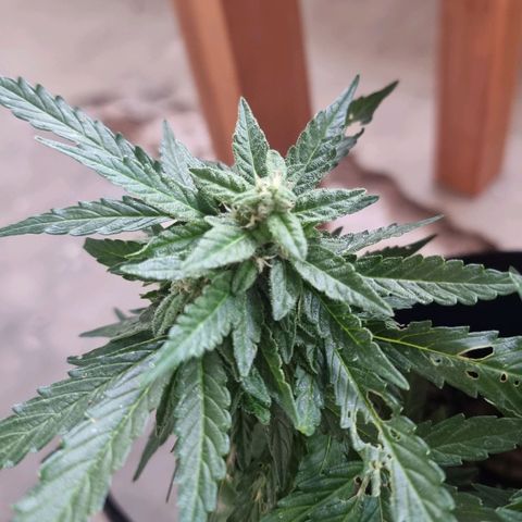 White Widow CBD (Outdoors) growlog timeline photo