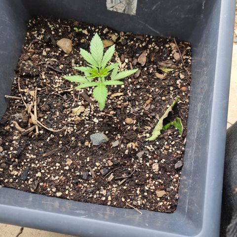 White Widow CBD (Outdoors) growlog timeline photo
