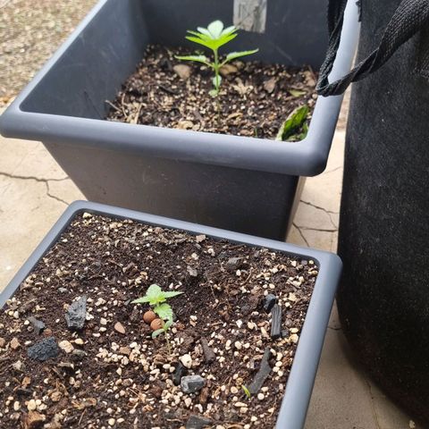 White Widow CBD (Outdoors) growlog timeline photo