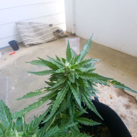 White Widow CBD (Outdoors) growlog timeline photo
